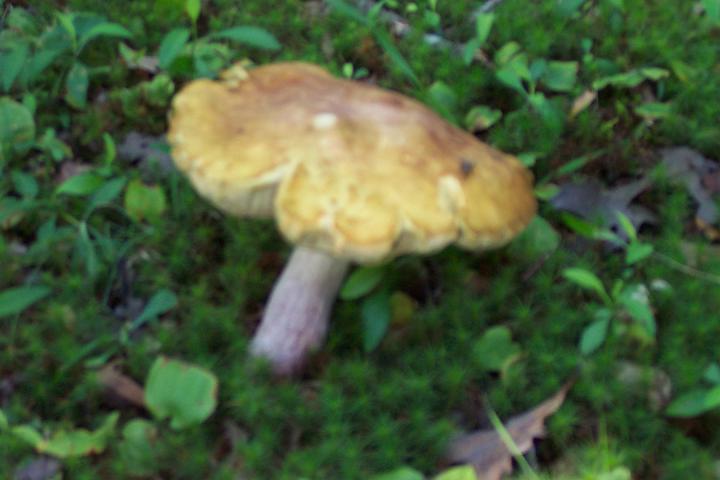 Picture 004.jpg